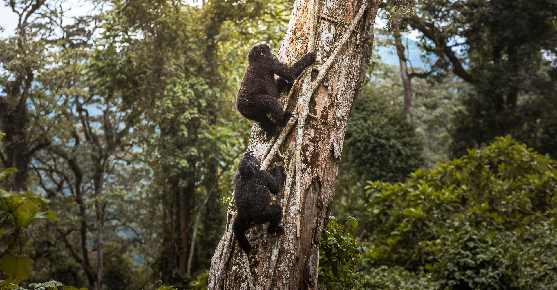 Bwindi Impenetrable Forest: A Gorilla Trekking Paradise