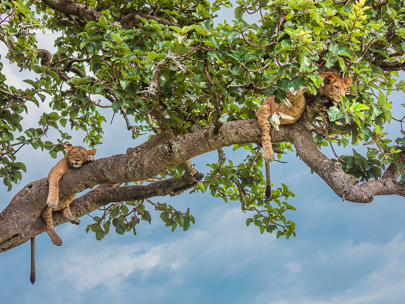 The Tree-Climbing Lions of Queen Elizabeth National Park
