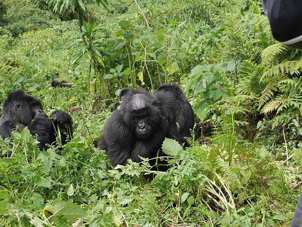 4 Days Gorilla Safari