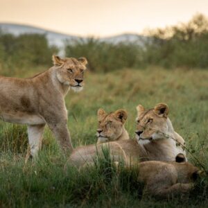 3 Days Queen Elizabeth National Park