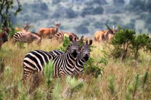 3 Days Lake Mburo Adventure