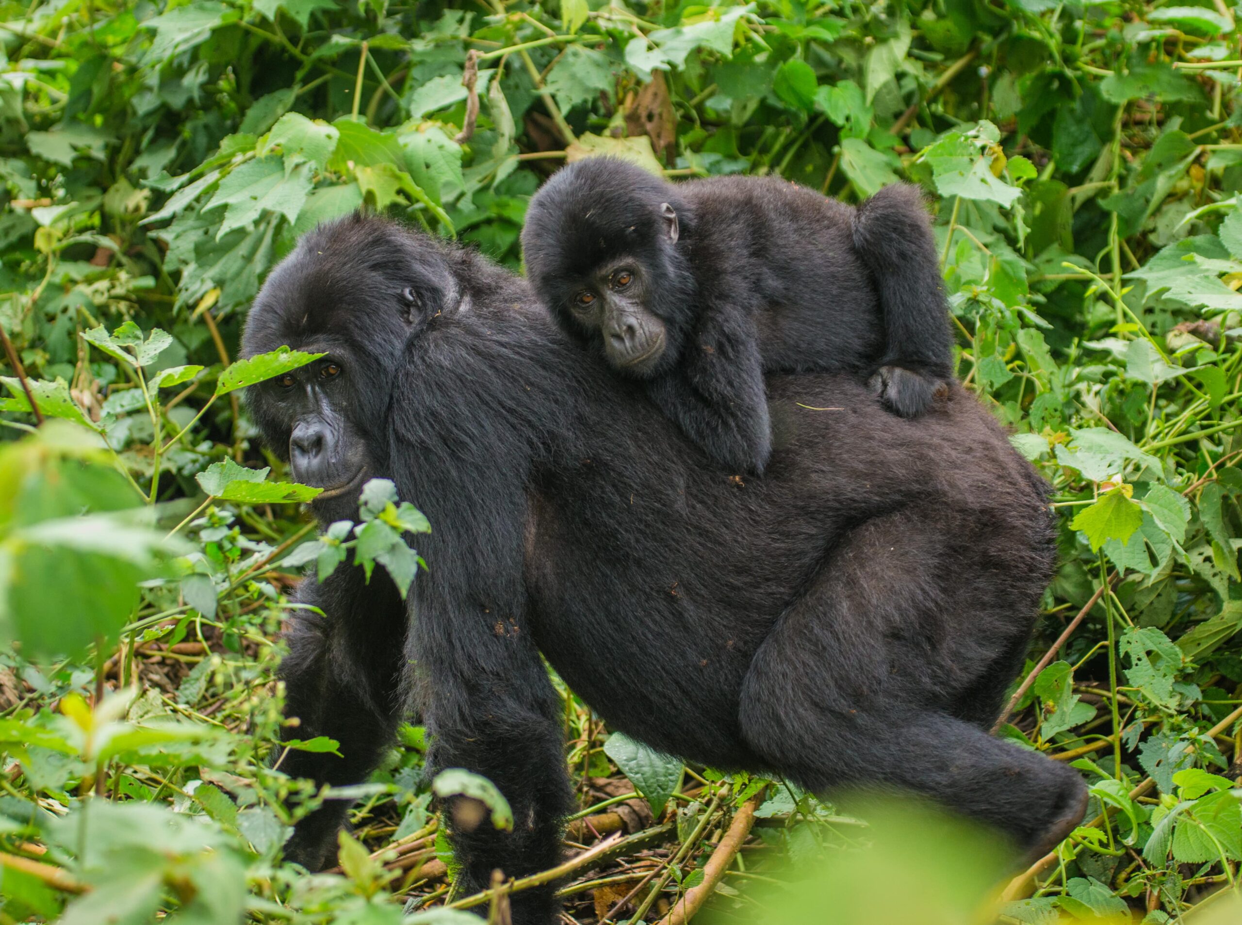 5 DAYS SAFARI TO BWINDI IFNP AND LAKE BUNYONYI