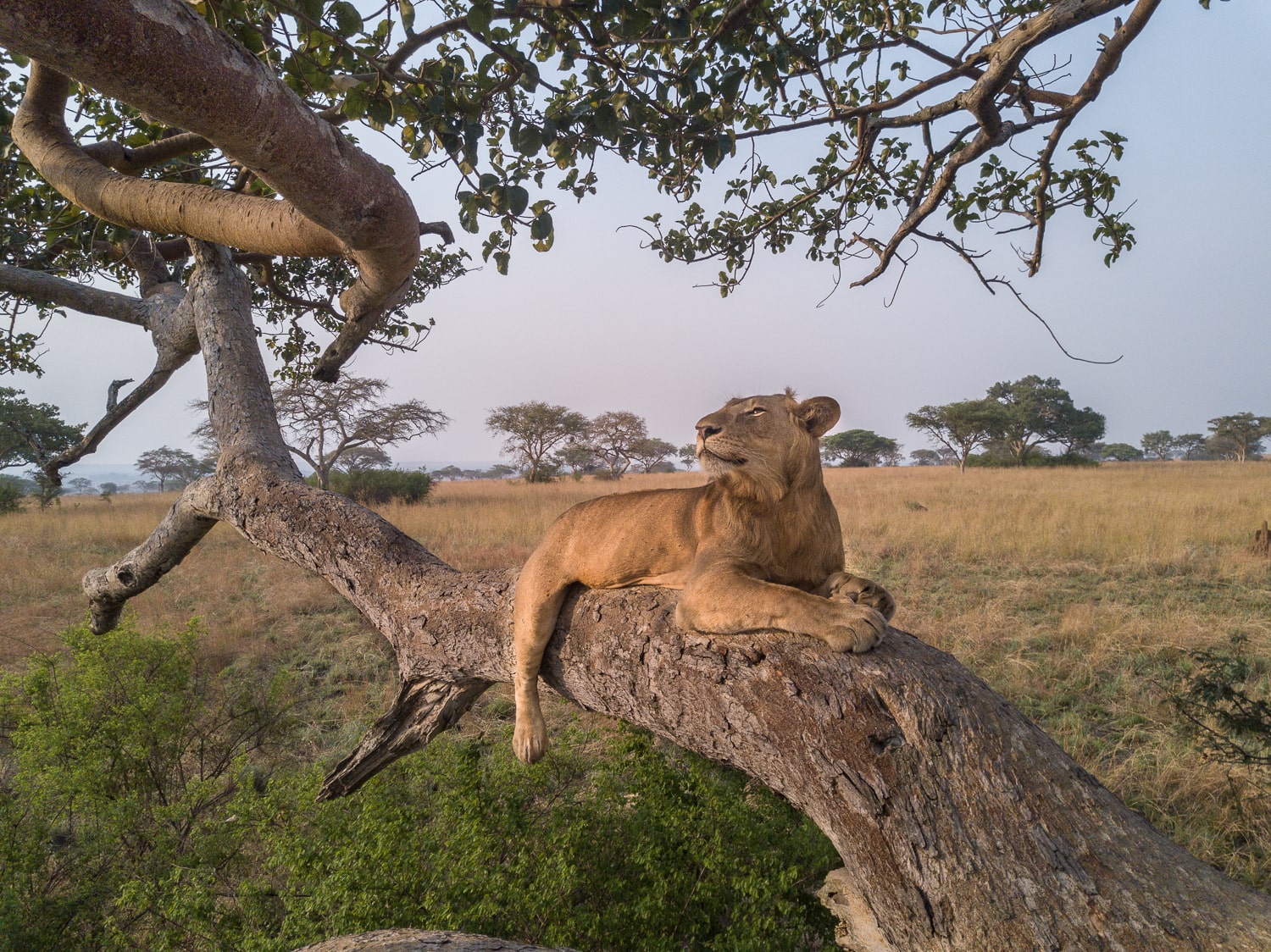 4 DAYS SAFARIS TO QUEEN ELIZABETH NATIONAL PARK